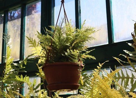 Green Gardening: How to Create an Eco-Friendly Garden: - Dwij