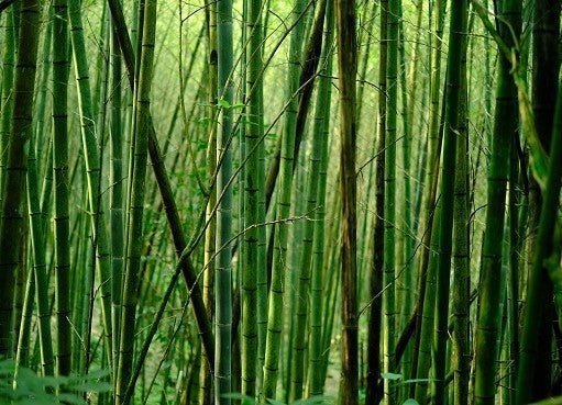 Sustainable Fashion Guide-Bamboo Clothing and Products: Are They Actually Sustainable? - Dwij