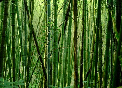 Sustainable Fashion Guide-Bamboo Clothing and Products: Are They Actually Sustainable?