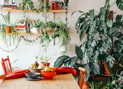 Eco-Friendly Home Renovations: How to Green Your Living Space-Sustainable Living - Dwij