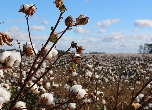 The Reality Of Cotton: Why It Is Harmful For The Environment - Dwij